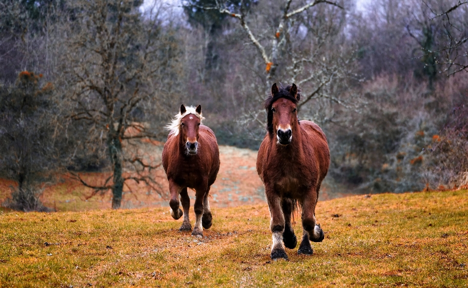 Krajobraz drzewo natura trawa