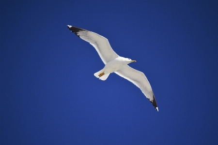 Photo Nature extérieur oiseau aile