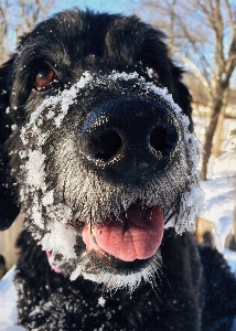 Foto Salju musim dingin anjing imut-imut