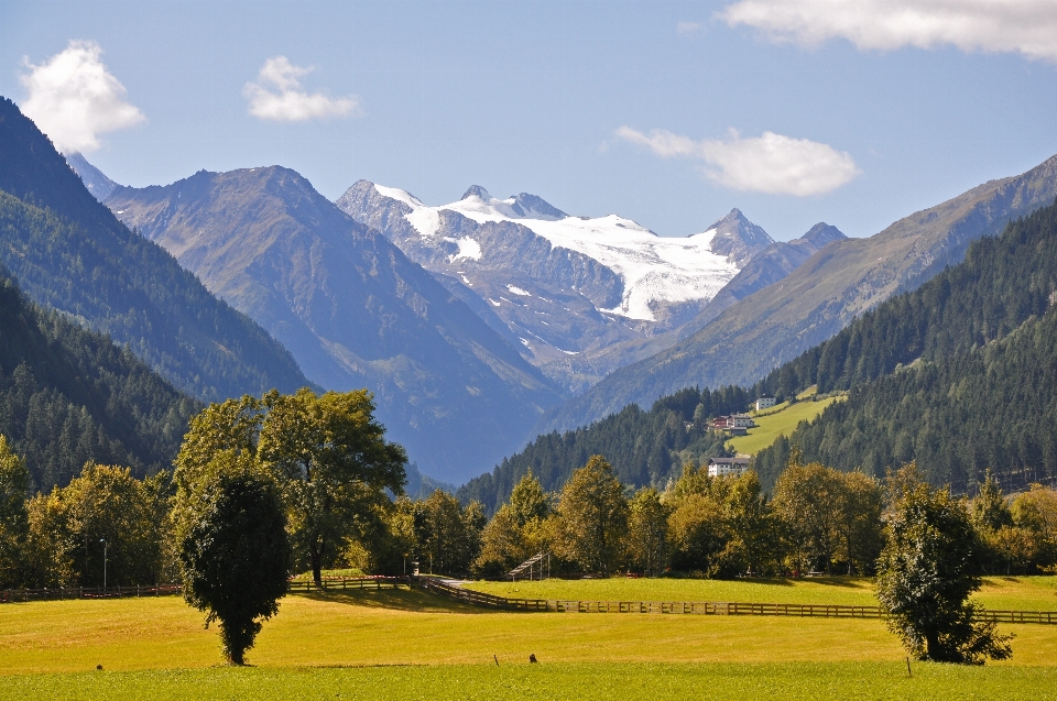 Paysage arbre nature herbe