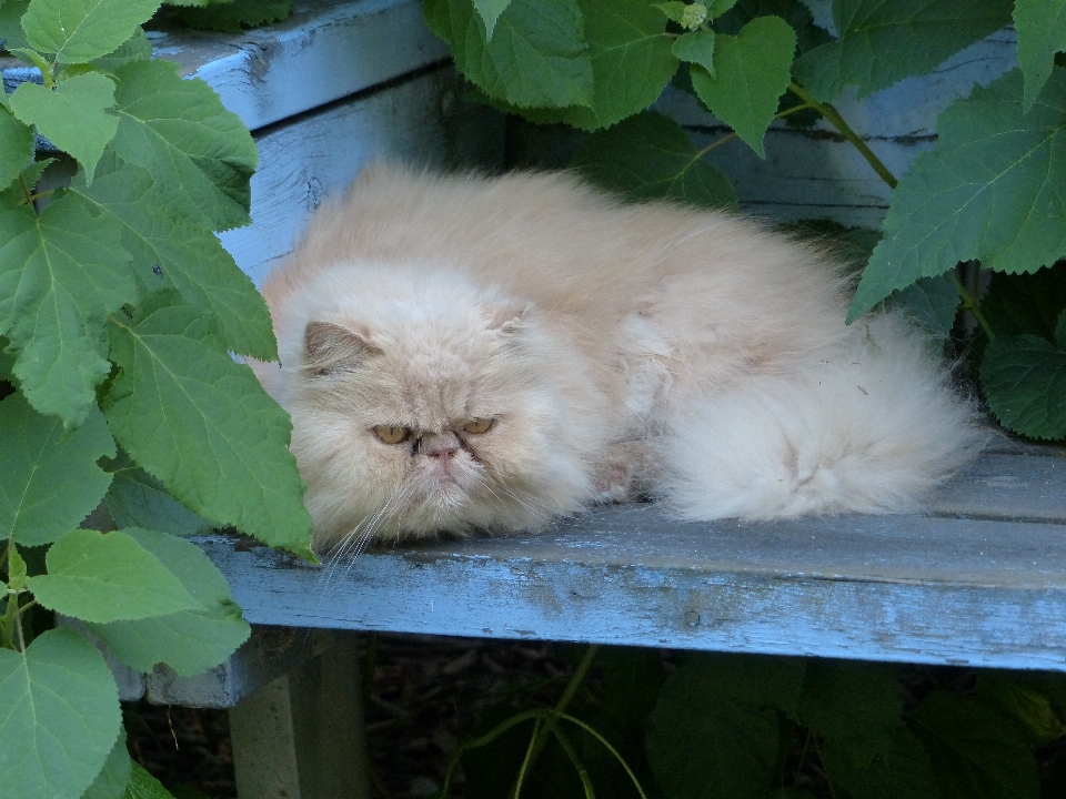 Bicho de estimação gatinho gato fauna