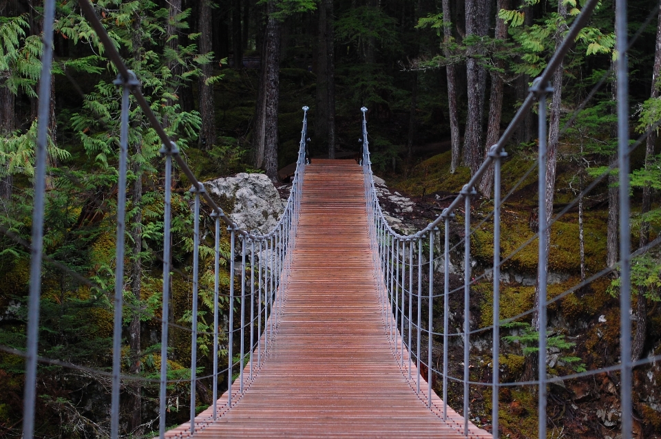 árvore água floresta caminho