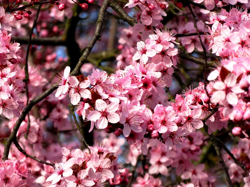 árbol naturaleza rama florecer