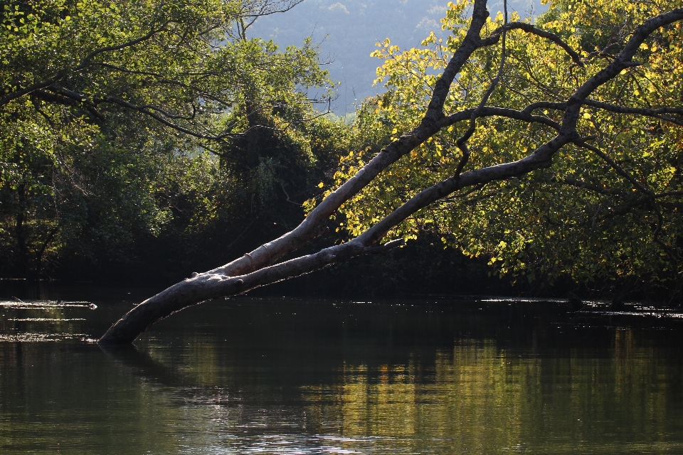 Paisaje árbol agua naturaleza