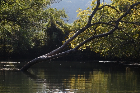 Landscape tree water nature Photo