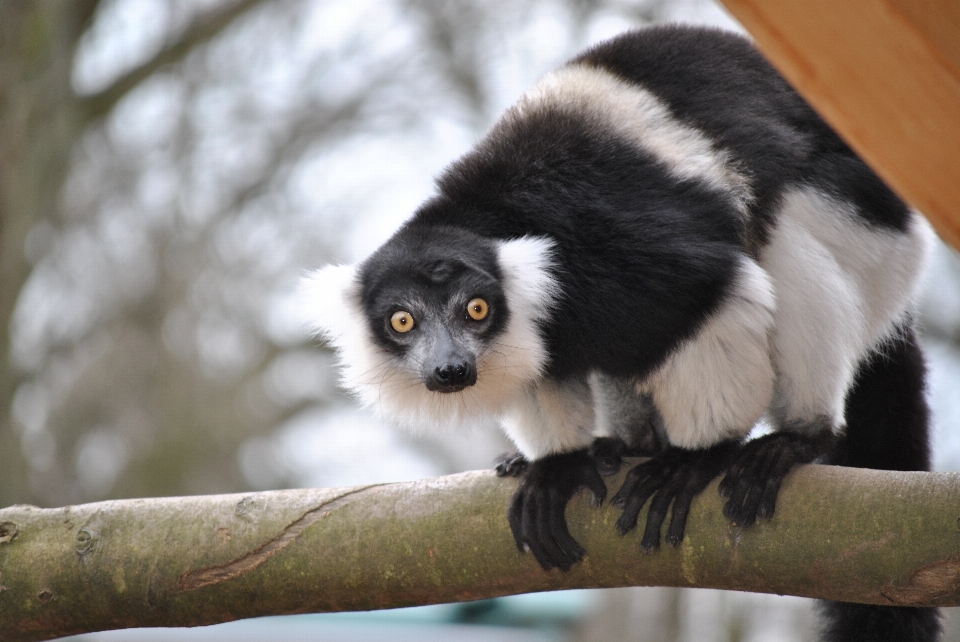 Pohon hutan cabang hitam dan putih
