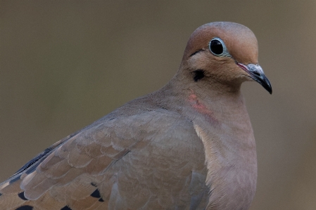 Nature bird wing wildlife Photo