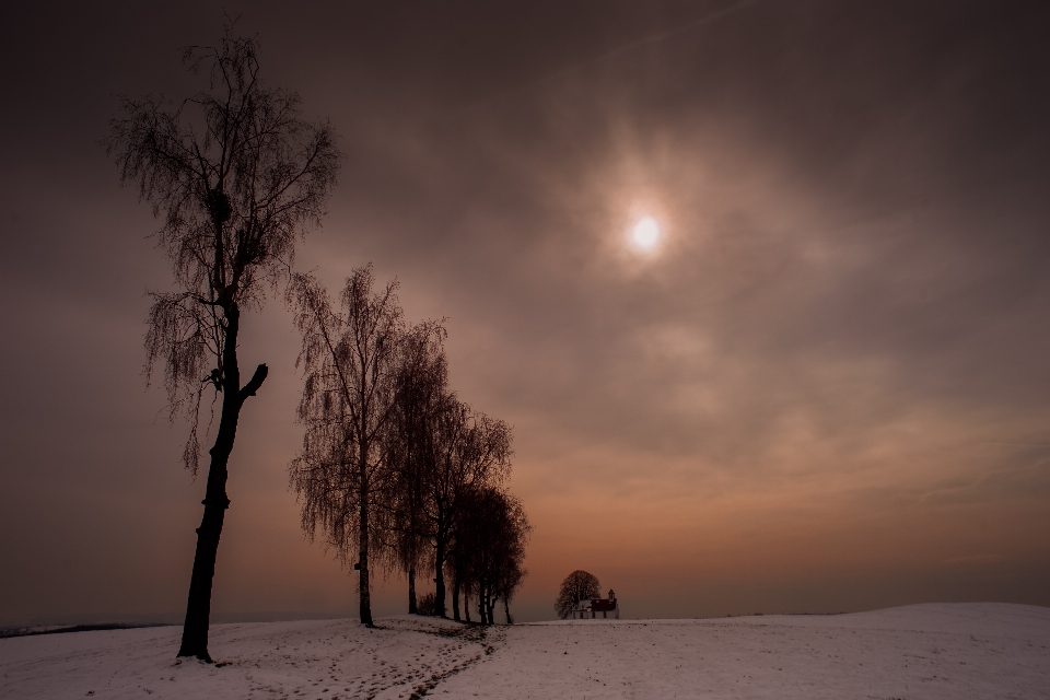 Paesaggio albero natura orizzonte