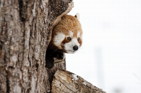 Foto Albero freddo inverno animali selvatici