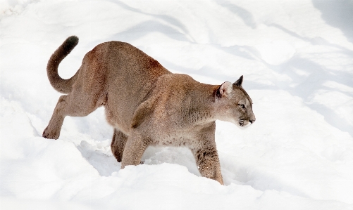 Snow winter wildlife zoo Photo