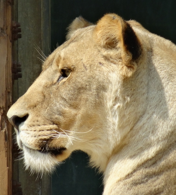 野生動物 動物園 毛皮 猫