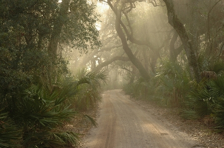 Landscape tree nature forest Photo