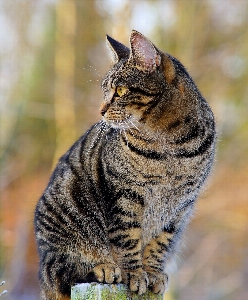 Foto Orologio erba femmina asiatico