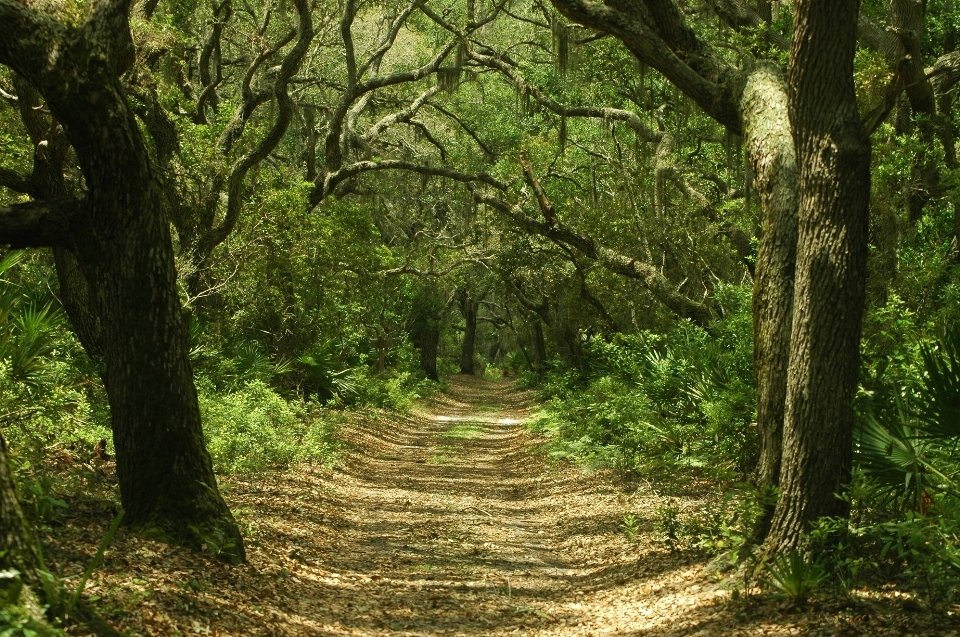 Landscape tree nature forest