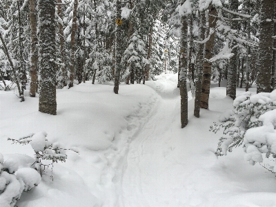 Tree forest path branch Photo