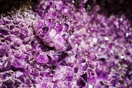 Rock plant flower purple Photo