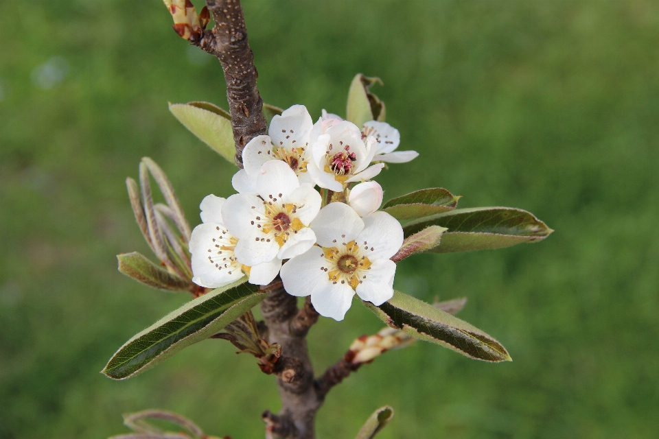 Anlage blume frühling flora