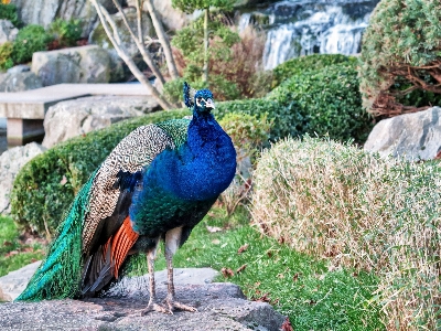 草 鳥 野生動物 嘴 写真