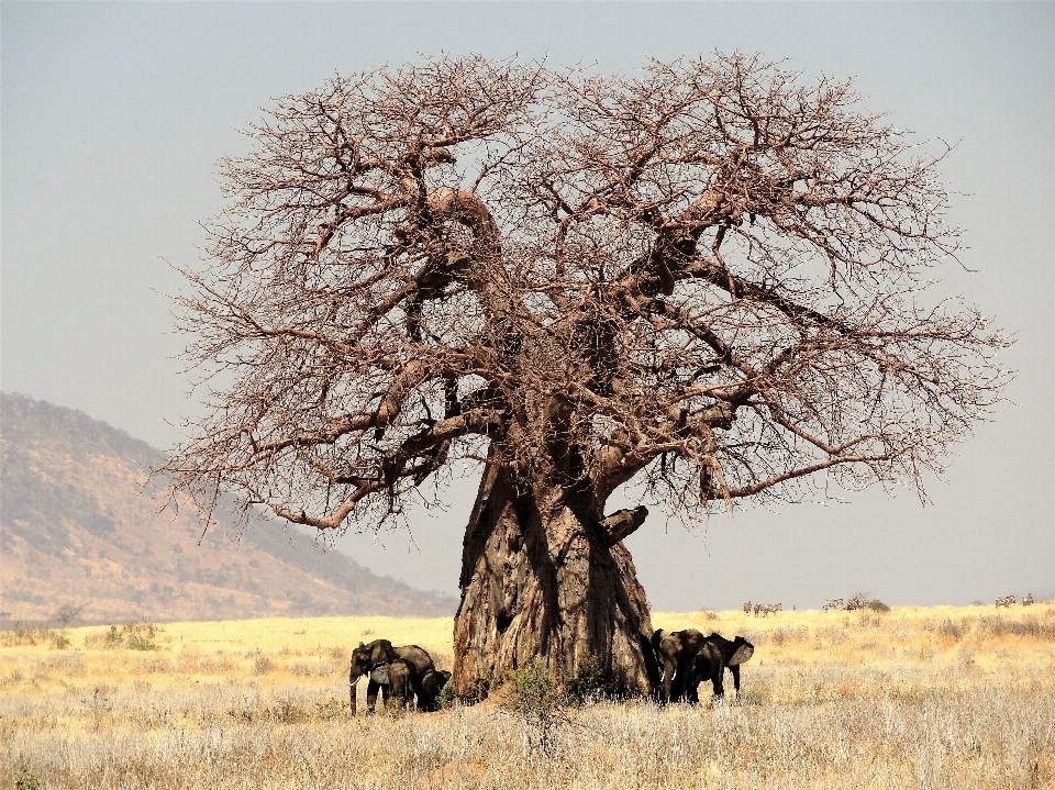 Landschaft baum natur gras