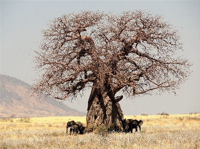 Landscape tree nature grass Photo