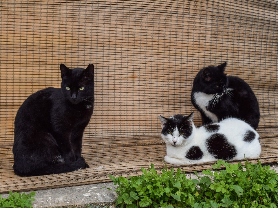 Straße tier kätzchen katze