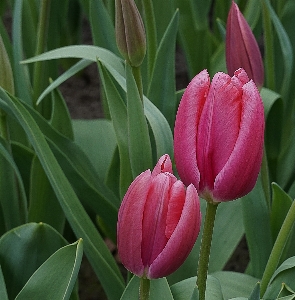 Nature plant flower petal Photo