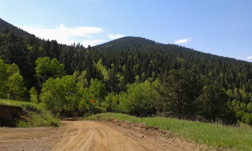 Landscape tree forest path Photo