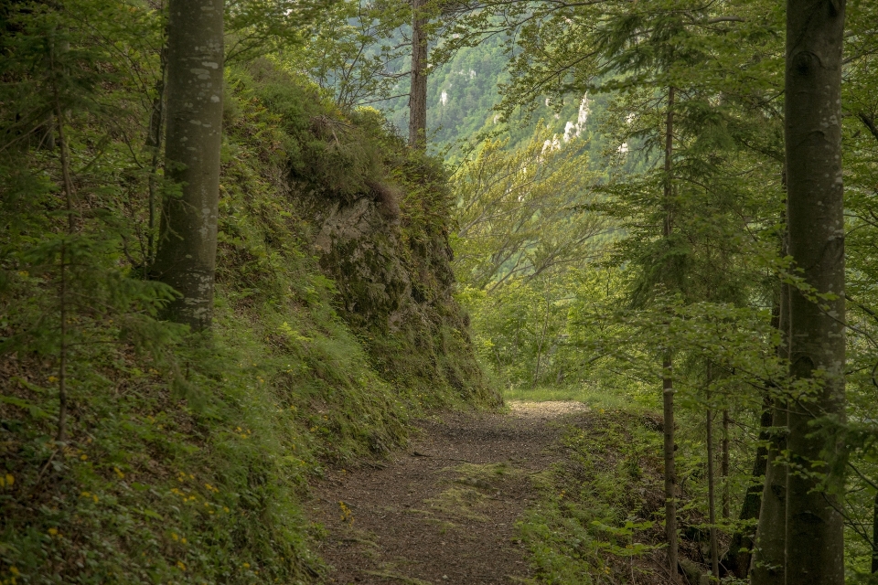 Landscape tree nature forest