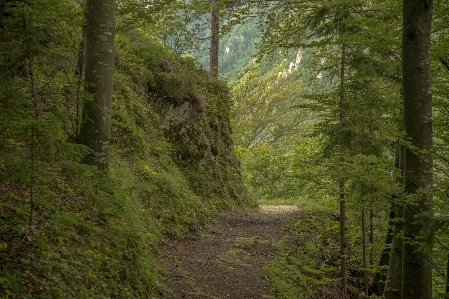 Landscape tree nature forest Photo