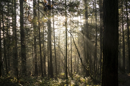 Landscape tree nature forest Photo