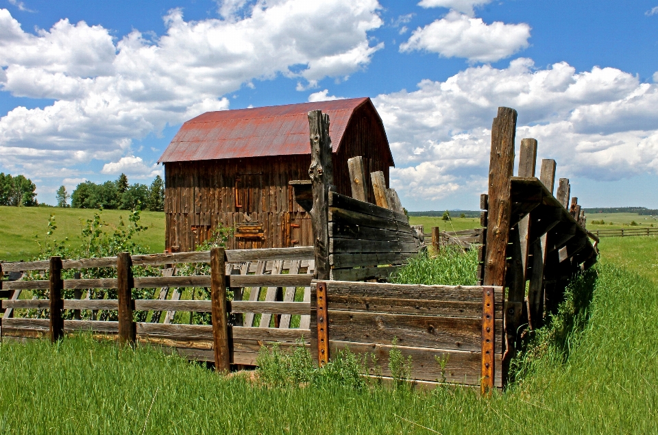 Landscape tree grass fence