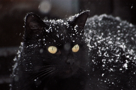 Foto Nevicare bianco e nero
 gatto mammifero