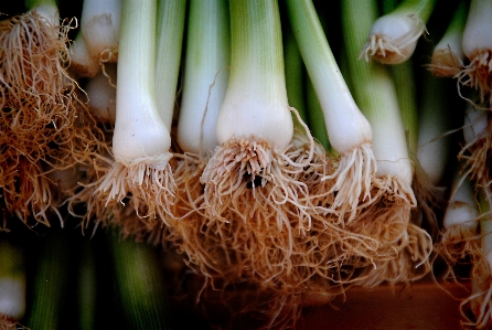 Anlage essen zutat
 gemüse Foto