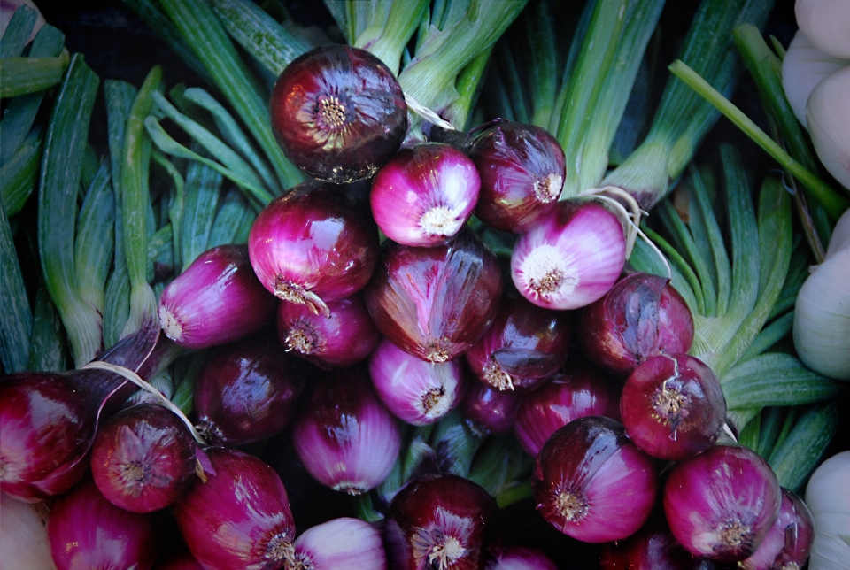 Planta alimento ingrediente
 producir