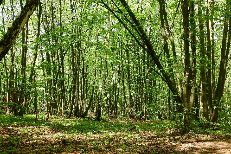 árvore floresta grama porta-malas