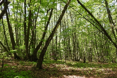 Ağaç orman yol çimen Fotoğraf