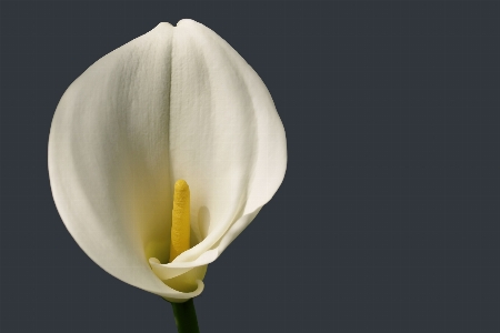 Plant white flower petal Photo