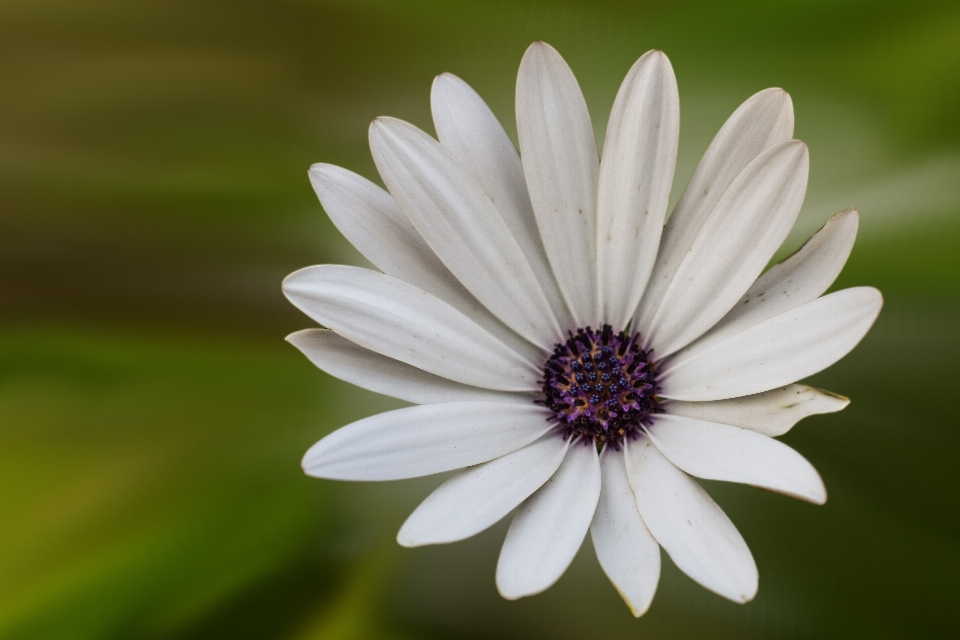 Blüte anlage weiss blume