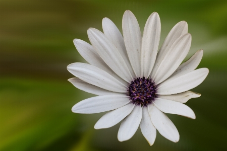 Photo Fleurir usine blanc fleur