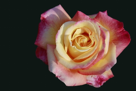 Blossom plant flower petal Photo