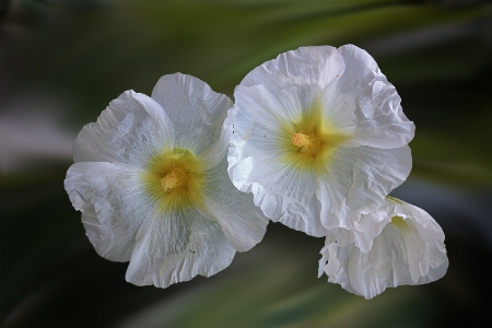 Foto Natura pianta bianco fiore