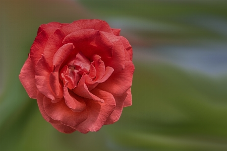 Blossom plant flower petal Photo