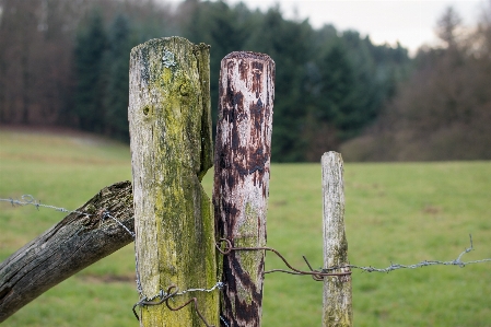 Landscape tree forest grass Photo