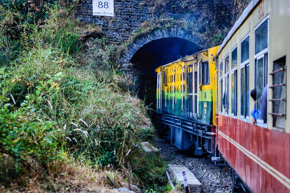 árbol planta pista ferrocarril