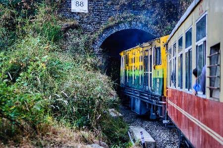 Tree plant track railway Photo