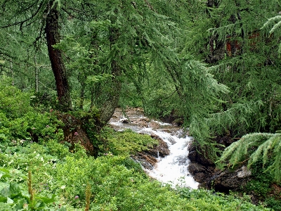 Landscape tree water nature Photo