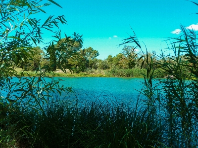 Foto Paesaggio albero acqua natura