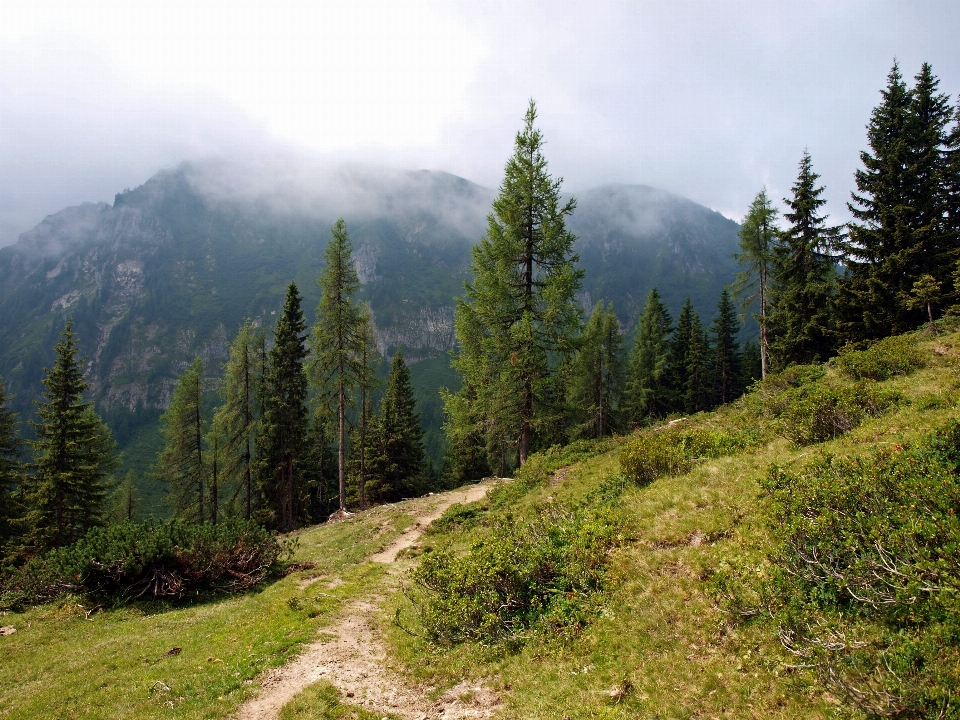 Paesaggio albero natura foresta