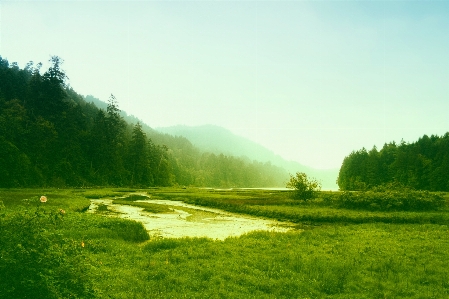 Landscape tree water nature Photo