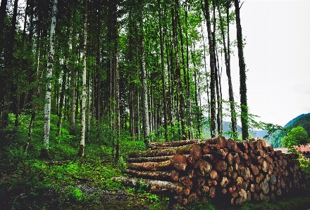 Landscape tree nature forest Photo